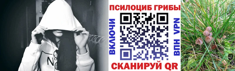 Галлюциногенные грибы Psilocybe  mega tor  Благовещенск 